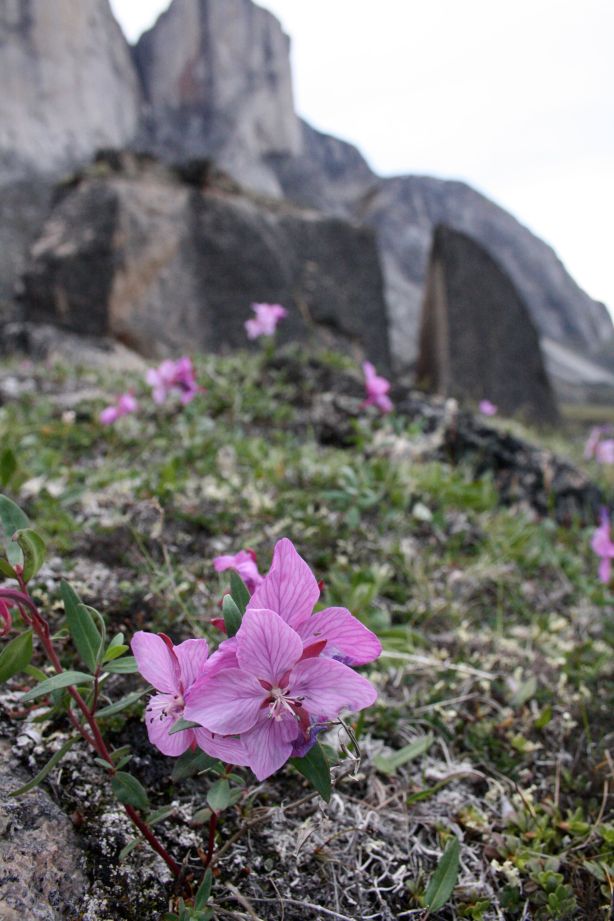 Flowers in Auyuittuq