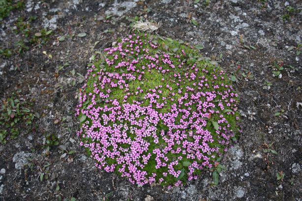 Arctic compass Arctic compass
