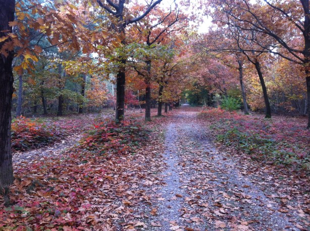 The bright red of the autumn forests