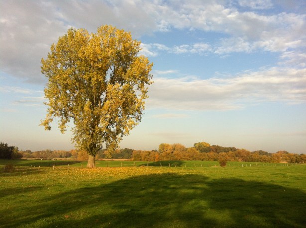 Orange tree in the mellow late afternoon light