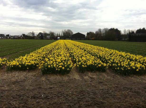 The first of the daffodils