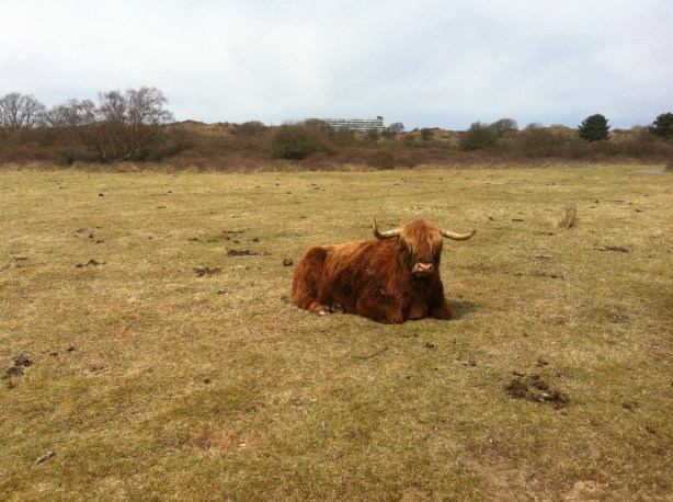 Company in the dunes