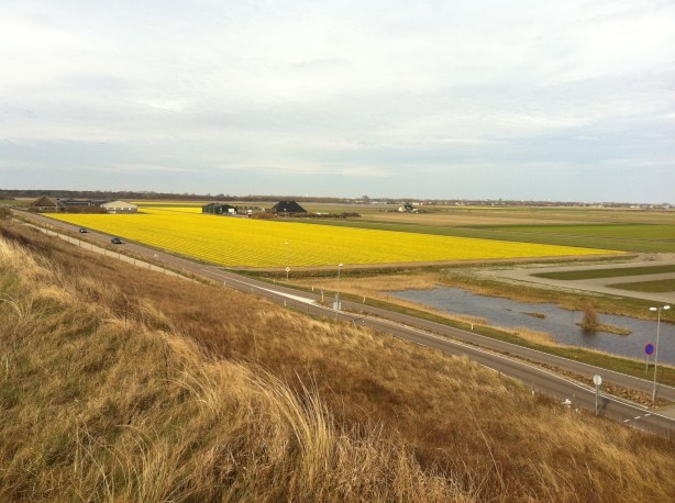 Daffodils from the dike