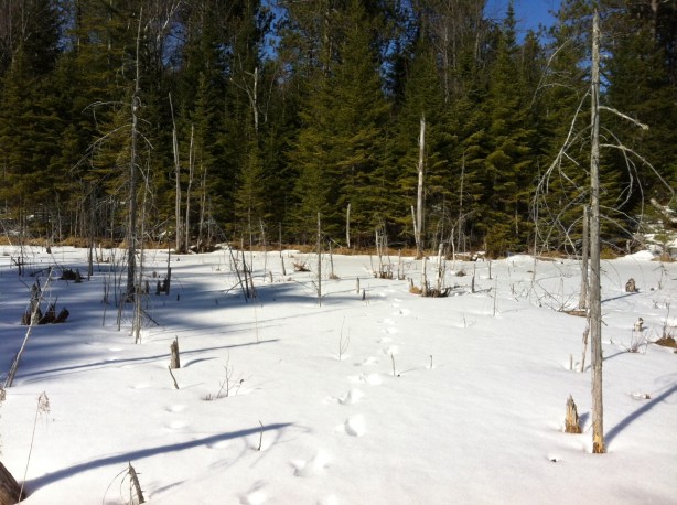 Bog at Mt. Terry.
