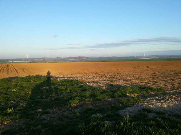 Fields in the early morning