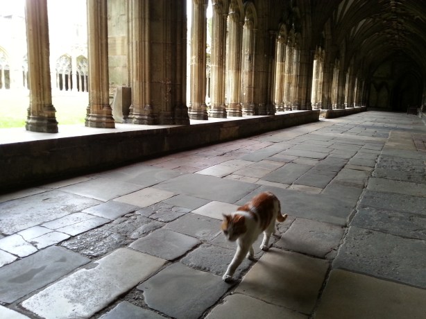 The cat in Canterbury cathedral