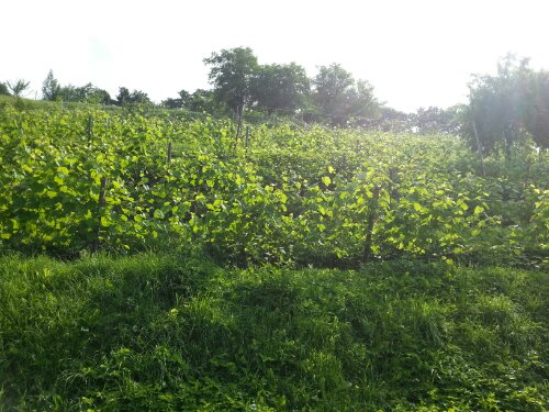 20130625_092426.jpg image