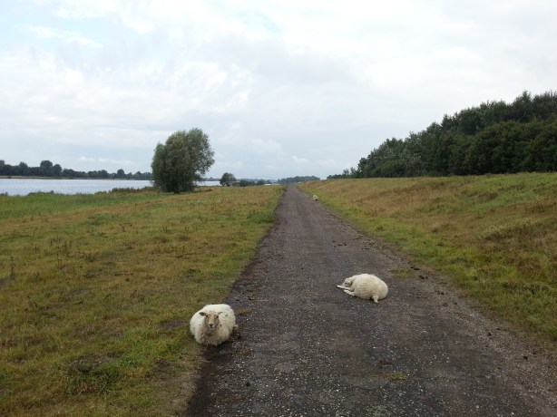 Sheep country