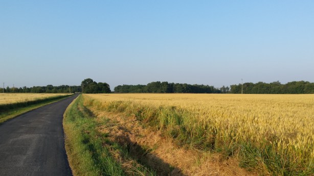 Early morning fields