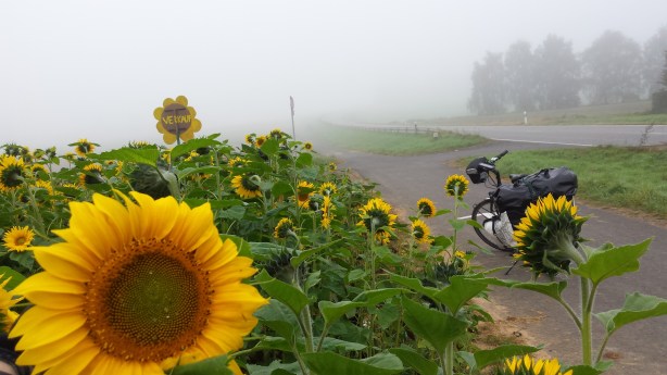 Sunflowers in the mist