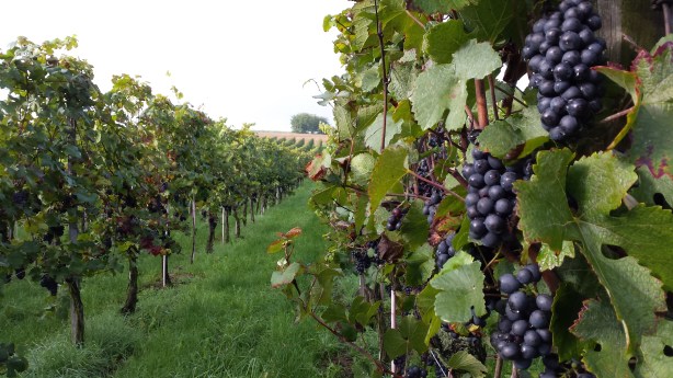 Grapes on the Neckar