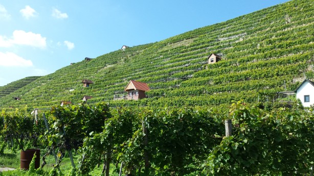 Vineyard on the Neckar