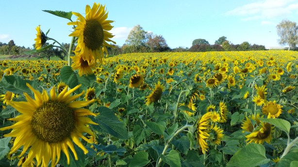 Sunflower fields