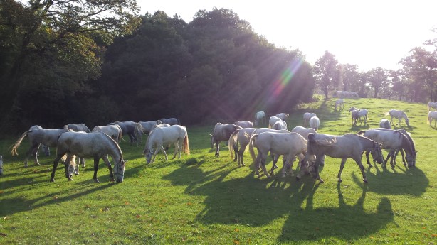 White horses in Lothlórien