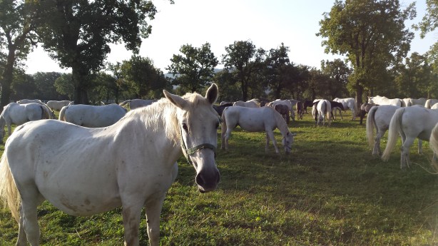 White horses in Lothlórien