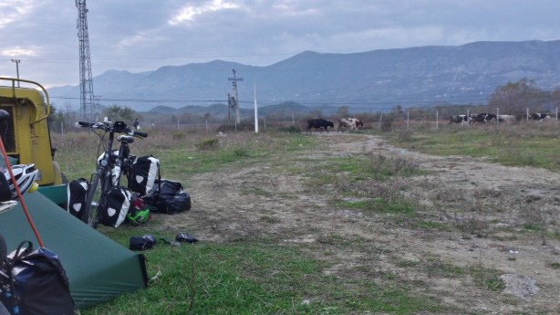 Camping along the cow highway