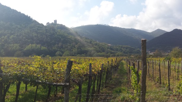Vineyards in Slovenia