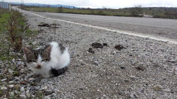 A lonely little kitten