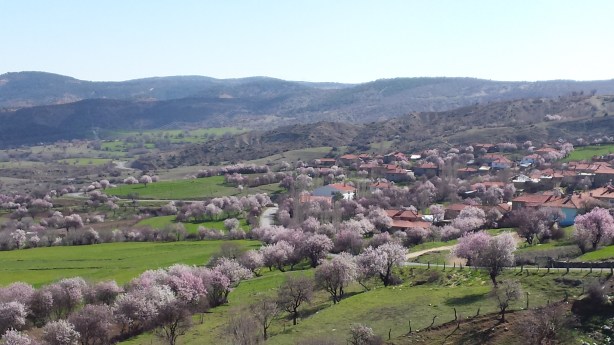 Cherry blossom village