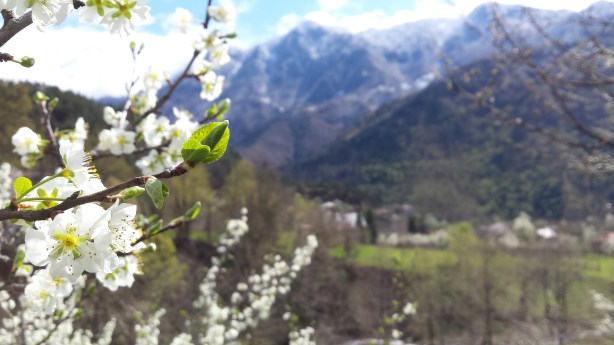 Flowers and mountains