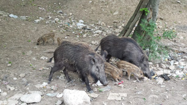 Wild (?) pigs in the Golestan National Park