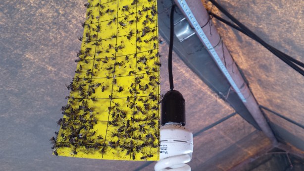 There were some flies