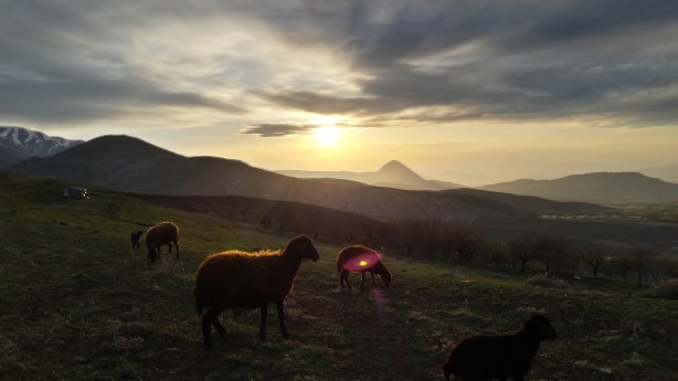The sheep at sunset