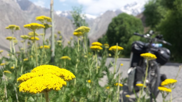 Flowers in the valley