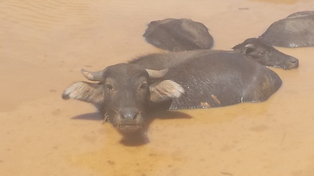 Water buffalo