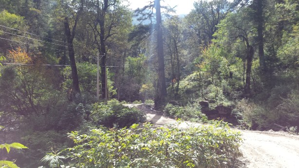 Green, green, everywhere