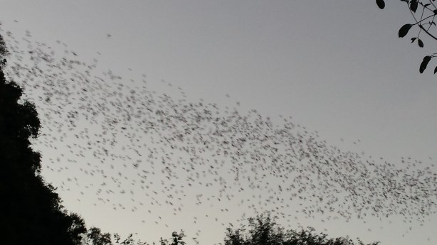 The bats of Battambang. The stream lasted an hour.