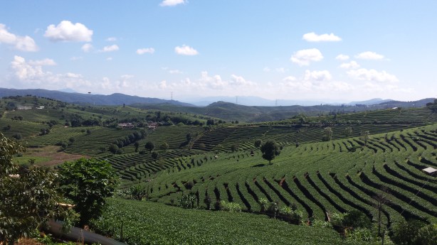 Tea fields