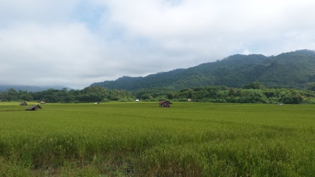 Fields near Luang Namtha