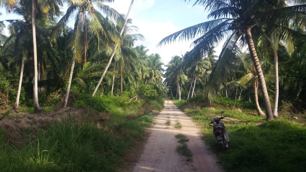 Through the palm trees