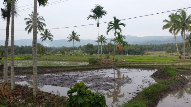Rice paddies