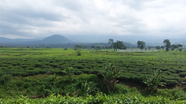 Tea plantation