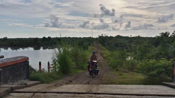 In the palm plantation