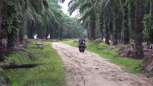 Cycling in the palm plantations