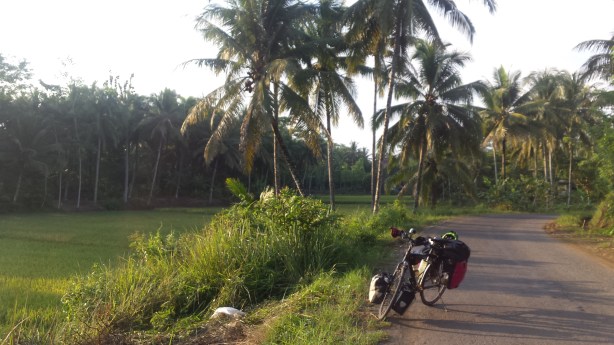 The rice fields in the late afternoon light