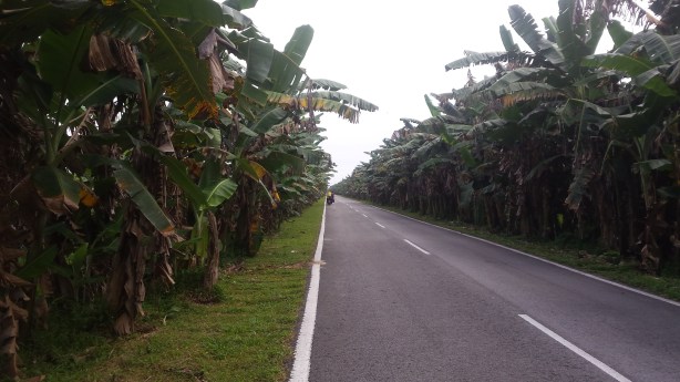 Through the banana trees