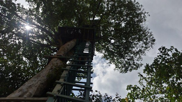 The tree house