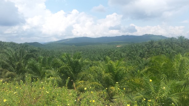 Endless palm plantations