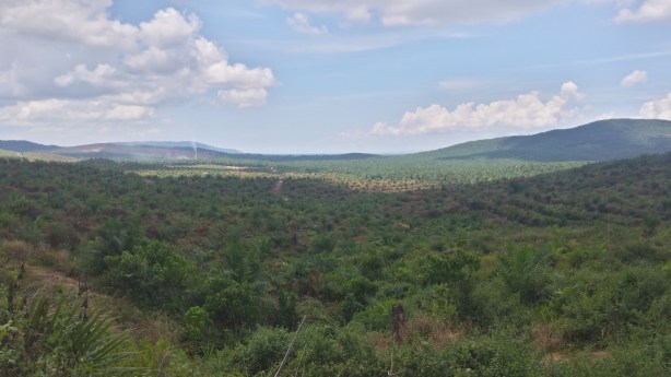 Endless palm plantations