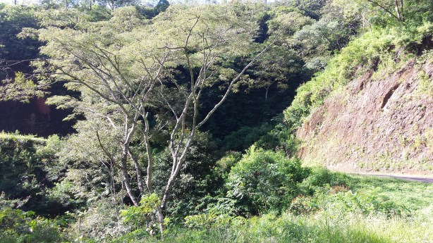 On the way up in the forest