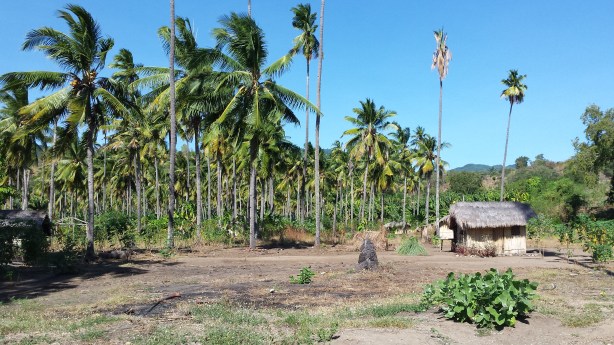 House amongst the palms