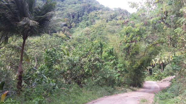 In the middle of the island