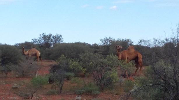 Camels