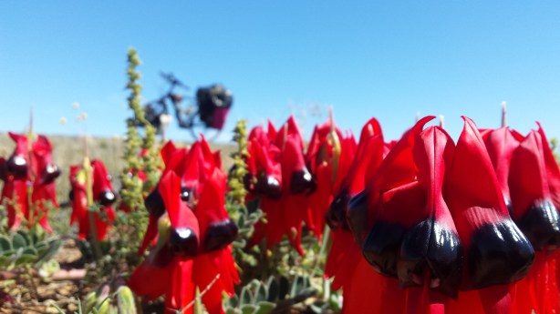 Sturt Desert Pea