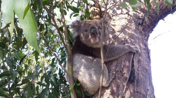 My friend the koala.