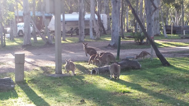 Kangaroos at the camping ground